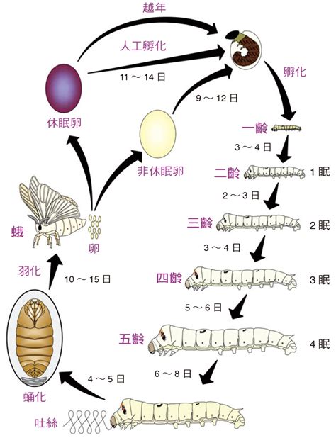 蠶的生命週期|蠶